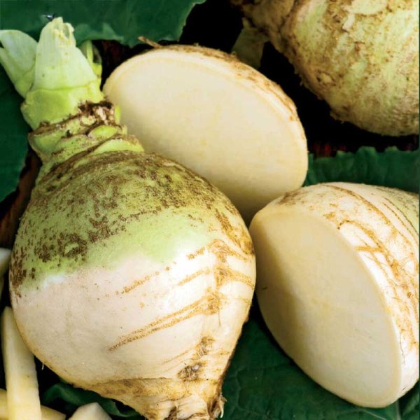 Majroe 'Wilhelmsburger'