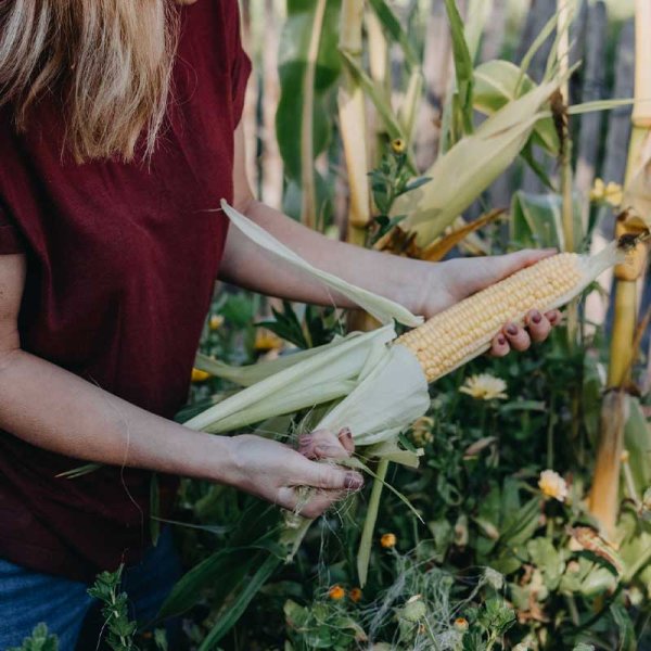 Sukkermajs 'Sweet Nugget'F1