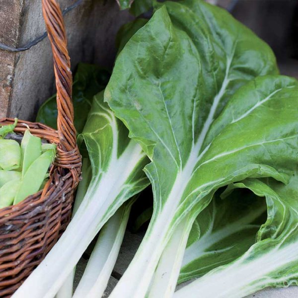 Bladbede 'White silver 3' Organic