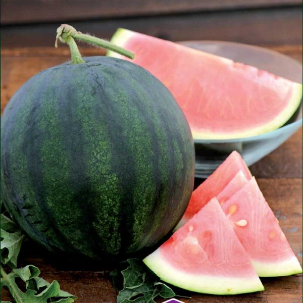 Vandmelon 'Sugar Baby'