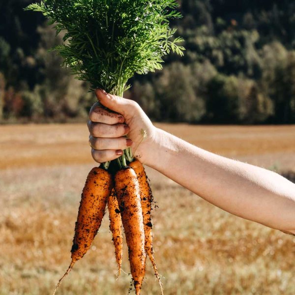 Vintergulerod 'Flakkée 2'