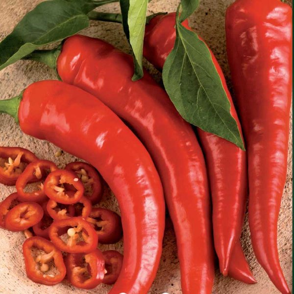 Chili 'Cayenne Long Slim'