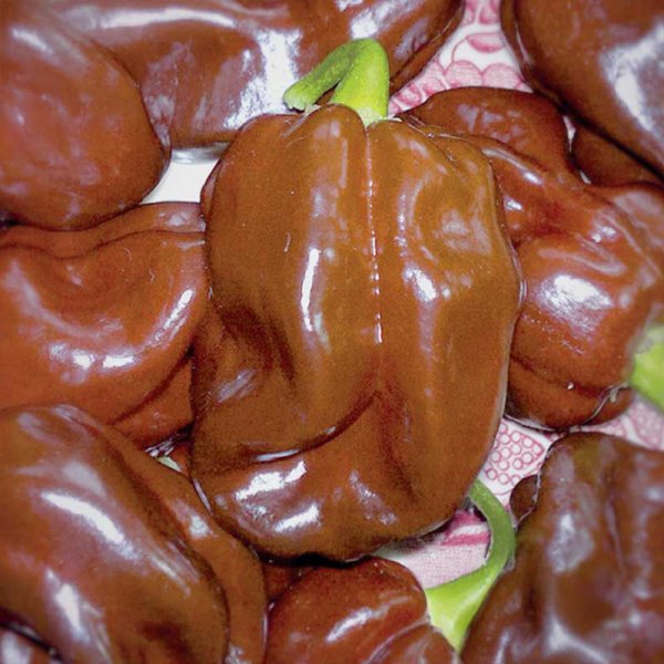 Chilipeber 'Chocolate Scotch Bonnet'