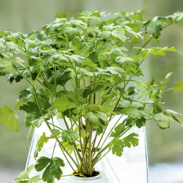 Glatbladet persille 'Laura' - Harvy