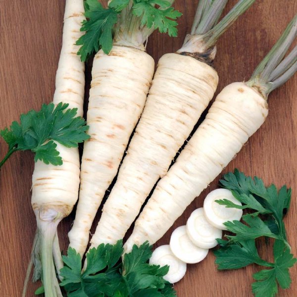 Rodpersille 'Halblange'