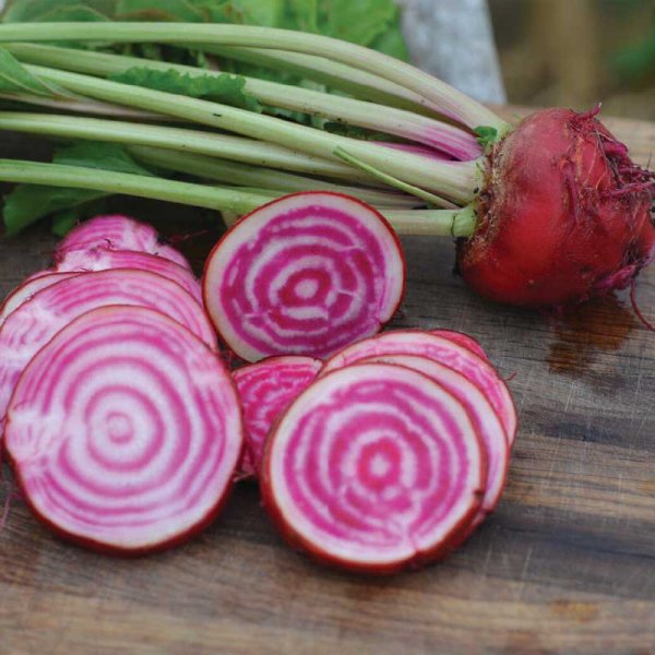 Rødbede 'Chioggia' Økologisk