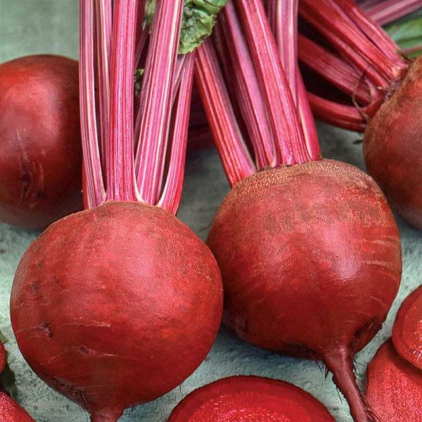 Rødbede 'Detroit 2'