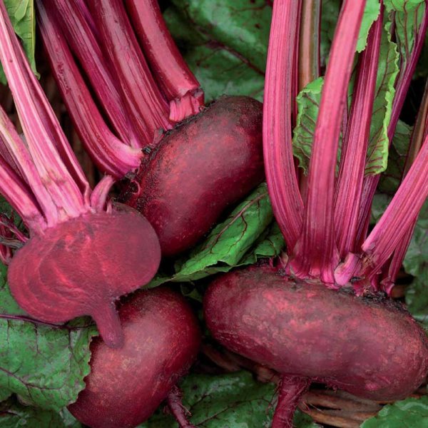 Rødbede 'D' Egypte'