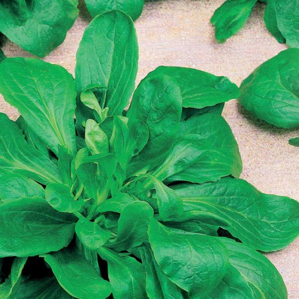 Vårsalat / Mache sallat 'Vert de Cambrai'