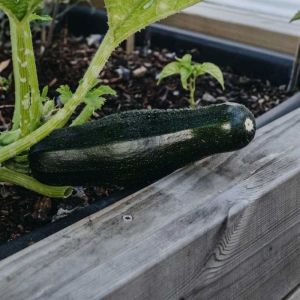 Squash / Sommersquash 'Diamant' F1