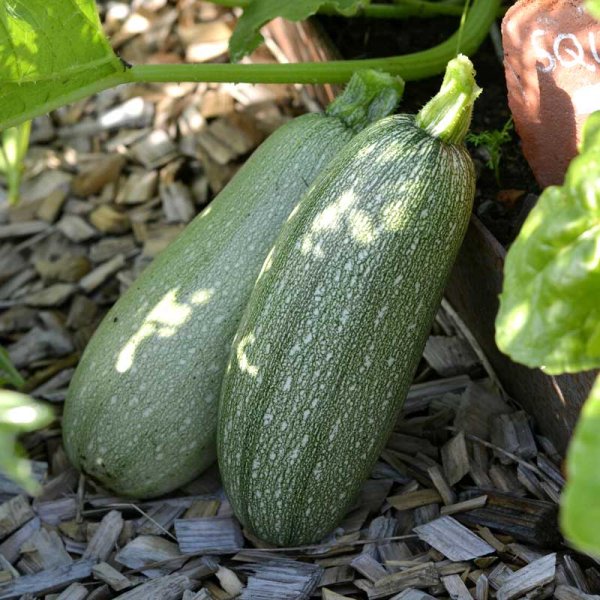 Squash 'Emperol' F1