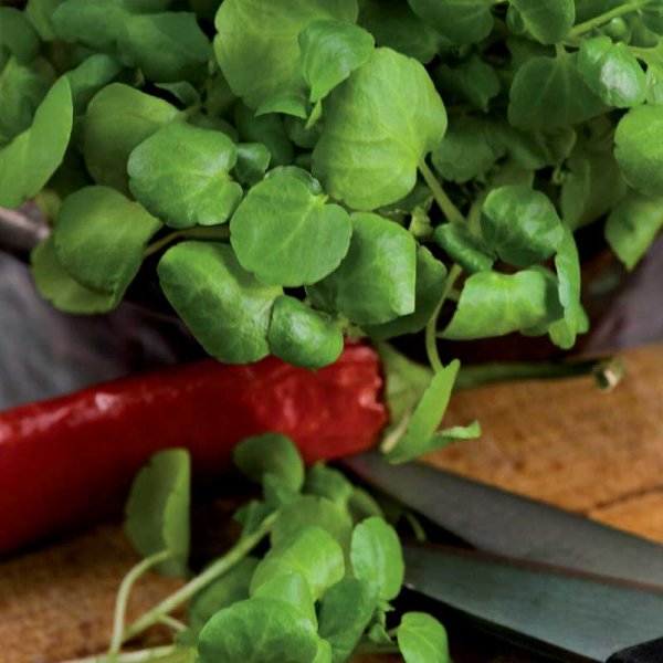 Brøndkarse / Källfräne