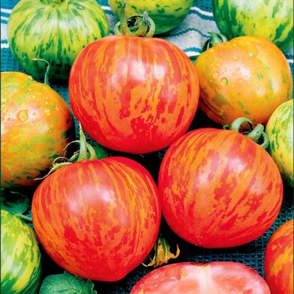 Høj tomat 'Tigerella'