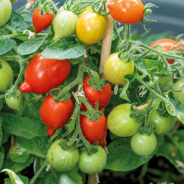 Tomato 'Funnyplums Red' F1