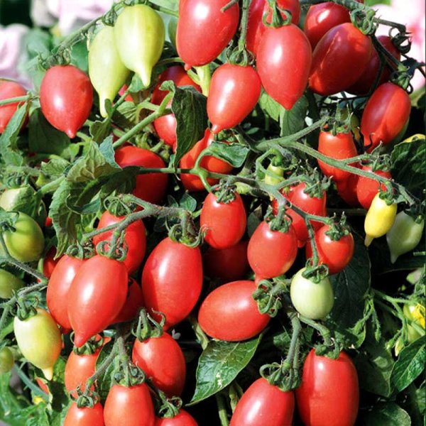 Tomato 'Funnyplums Rosy Pink' F1