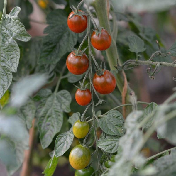 Kirsebærtomat 'Bronzy'