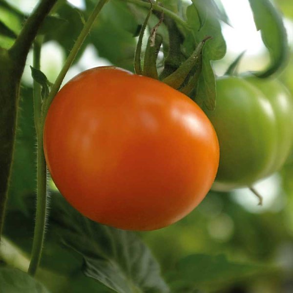 Tomat 'Orange Wellington' F1