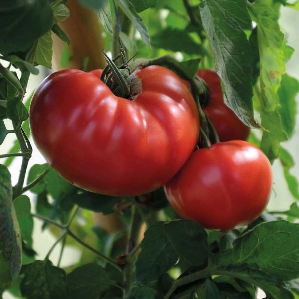 Tomat 'Gigantomo' F1