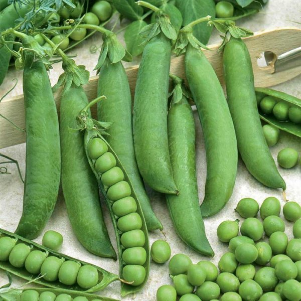 Pea , halvhög 'Markana'