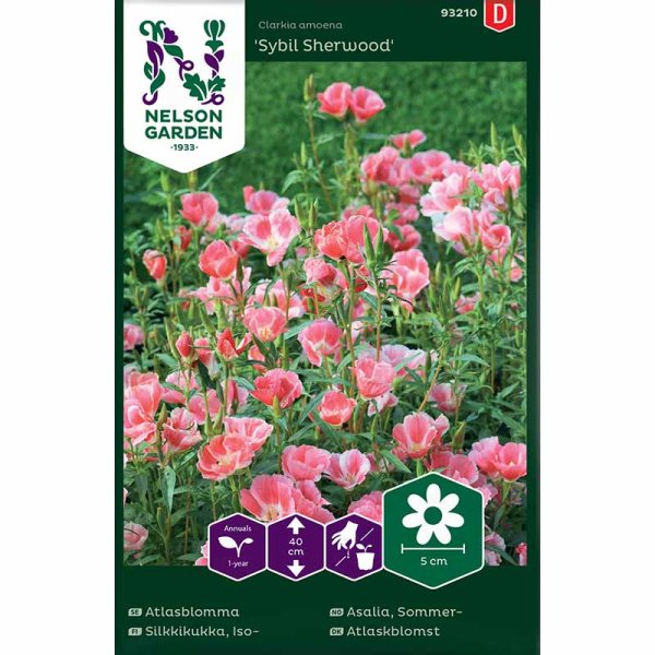 Atlasblomst 'Sybil Sherwood'