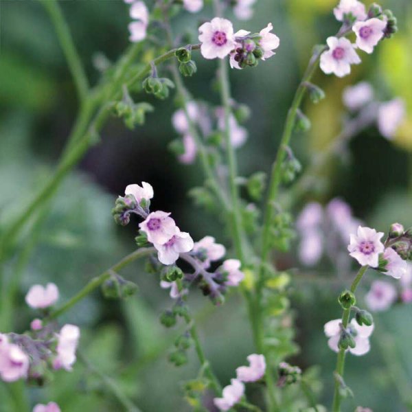 Kinesisk Forglemmigej 'Mystery Rose'