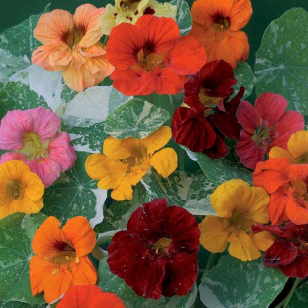 Slyngkarse 'Out of Africa'