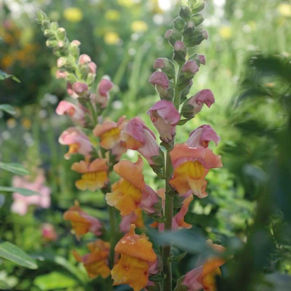 Løvemund 'Opus Early Bronze' F1