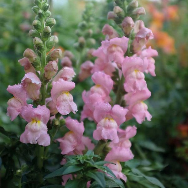 Løvemund 'Opus Pink' F1