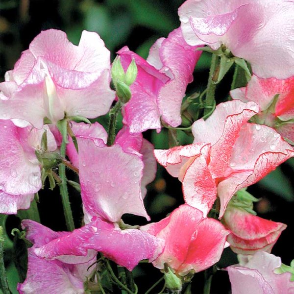 Ærteblomst 'Stars and Stripes'