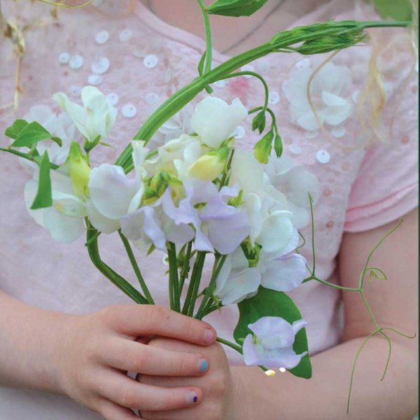 Ært blomster 'Spencer Arthur Hellyer'