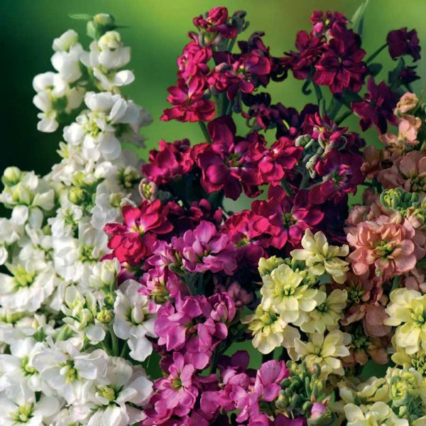 Sommerlevkøj 'Ten Week'