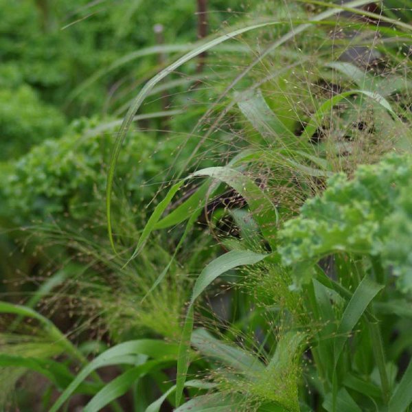 Prydningsgræs 'Frosted Explosion'