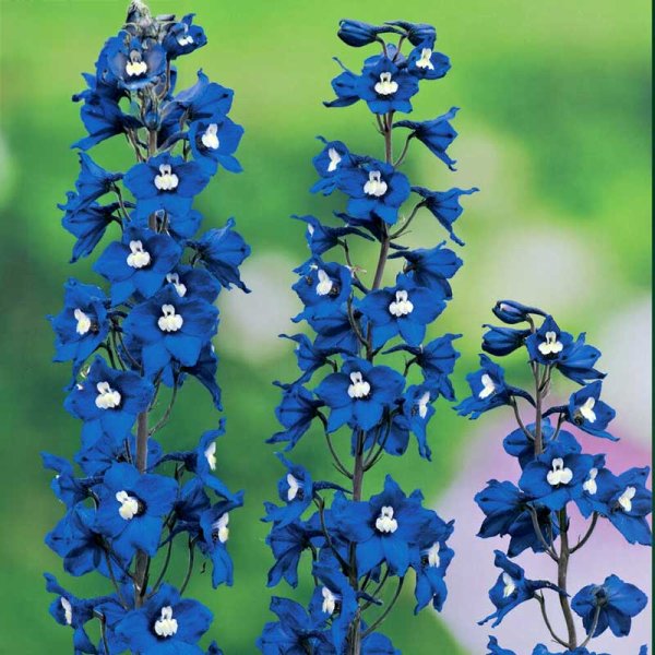 Haveridderspore 'Blue Bird'