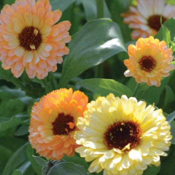 Morgenfrue 'Cantaloupe'