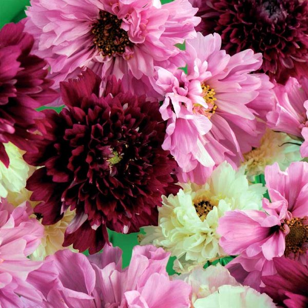 Smykkekrave 'Double Click'