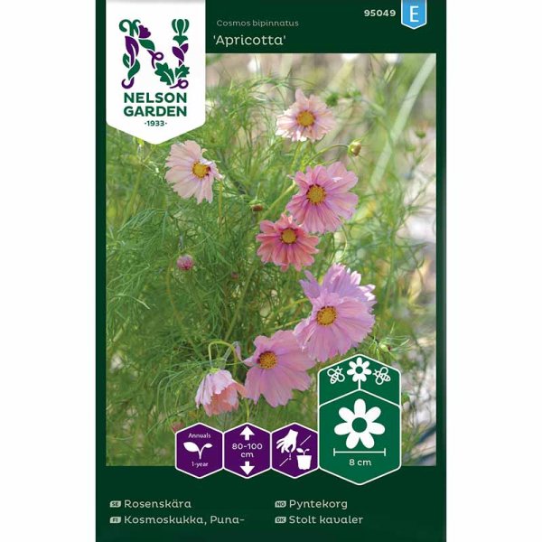 Smykkekosmos 'Apricotta'