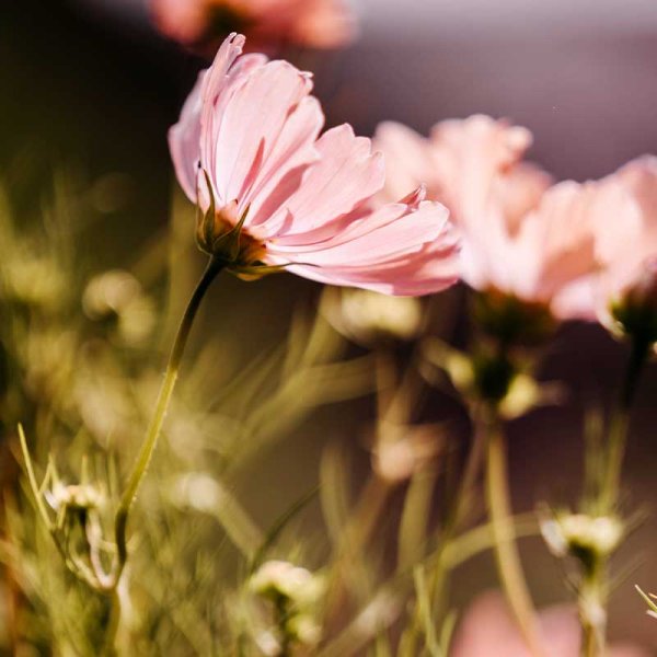 Smykkekosmos 'Apricotta'