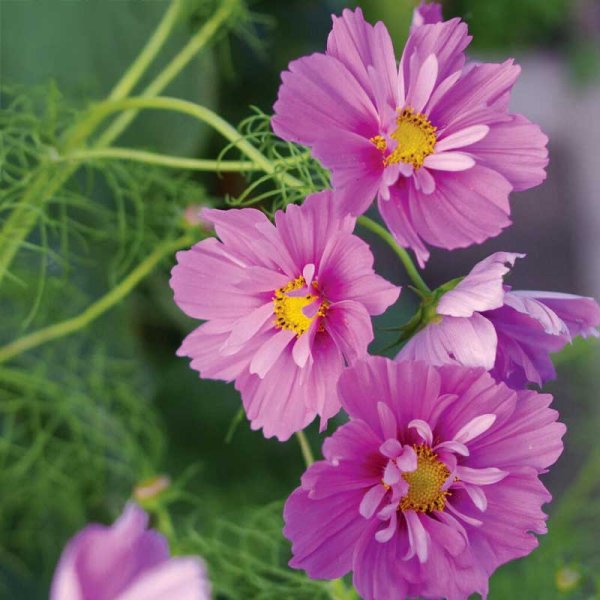 Stolt Kavaler 'Fizzy Pink Dark Center'