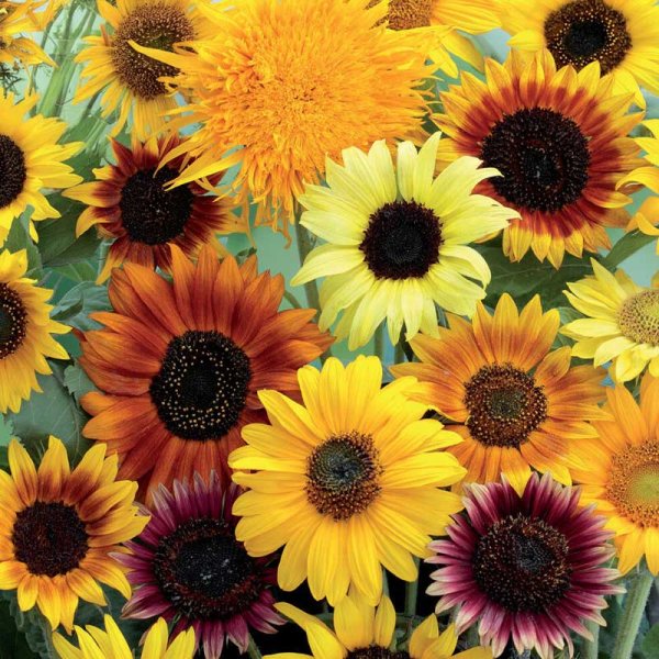 Solsikke 'Wilde mixture'