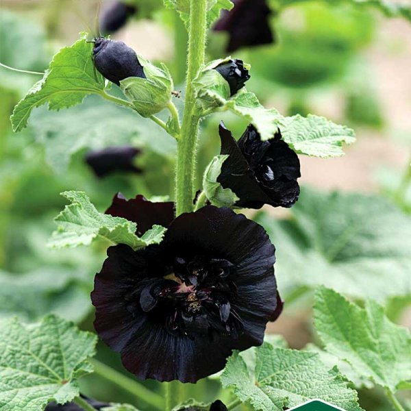 Stokrose 'The Watchman'