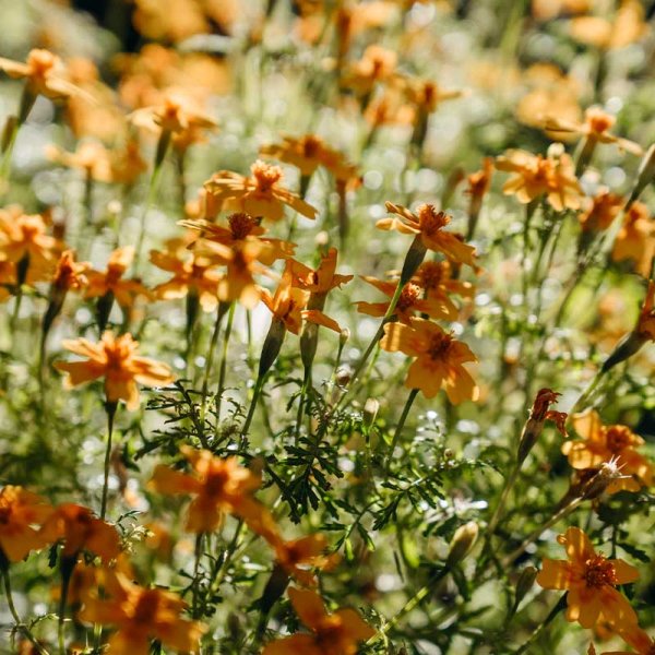 Dværgtagetes 'Lemon Star'