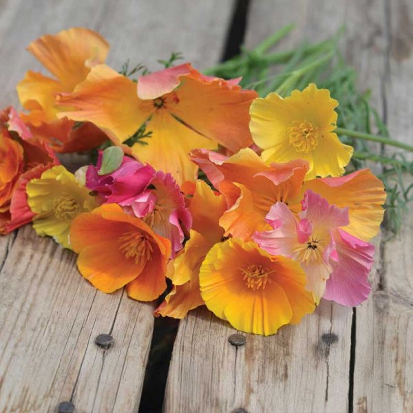 Sovekapsel 'Candy mix'