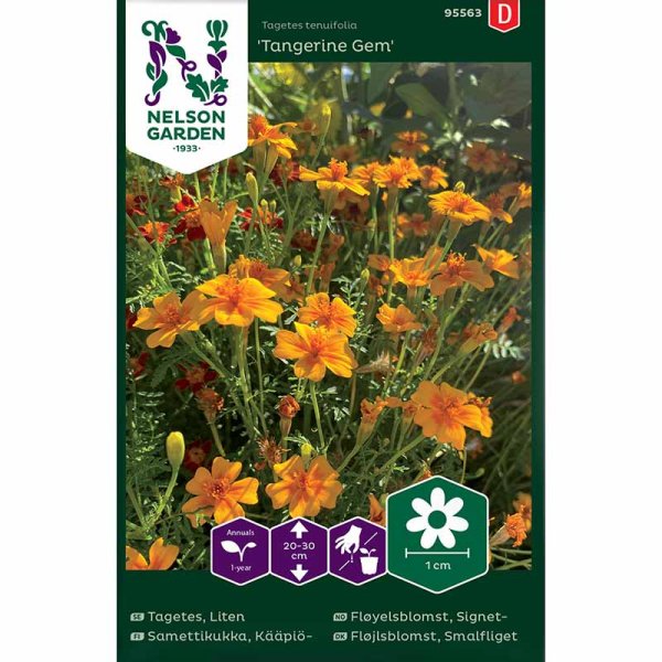 Dværgtagetes 'Tangerine Gem'
