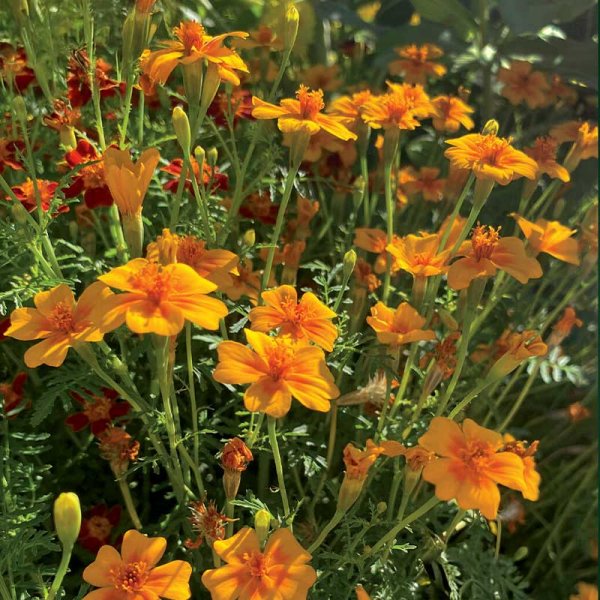 Dværgtagetes 'Tangerine Gem'