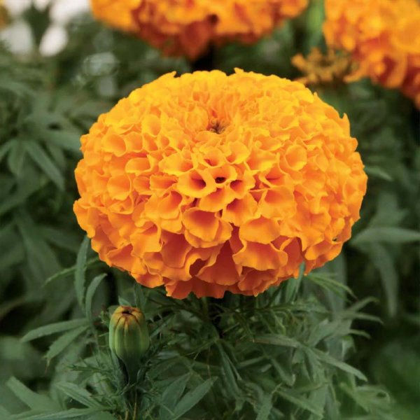 Afrikansk fløjlsblomst 'Taishan orange'