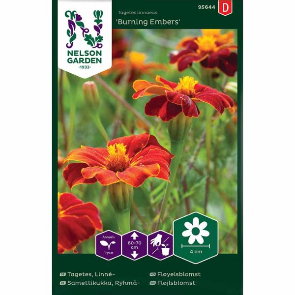 Linnéfløjlsblomst 'Burning Embers'