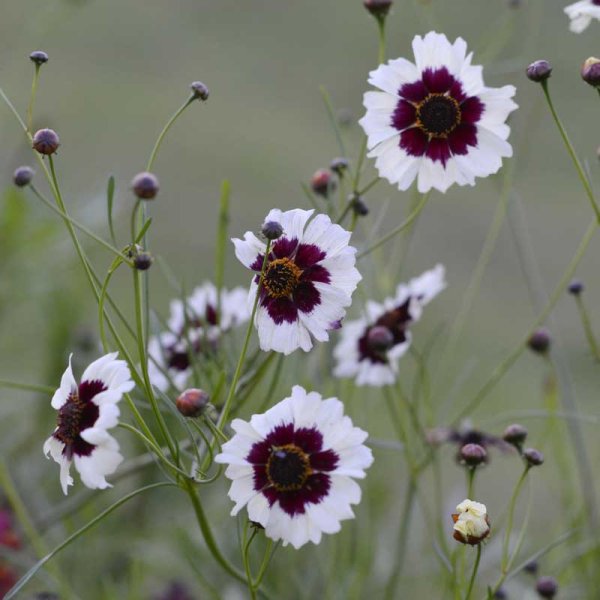 Tigerøje 'Incredible! Swirl'