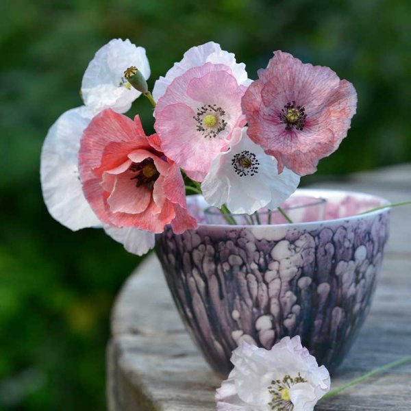 Kornvalmue 'Mother of Pearl'