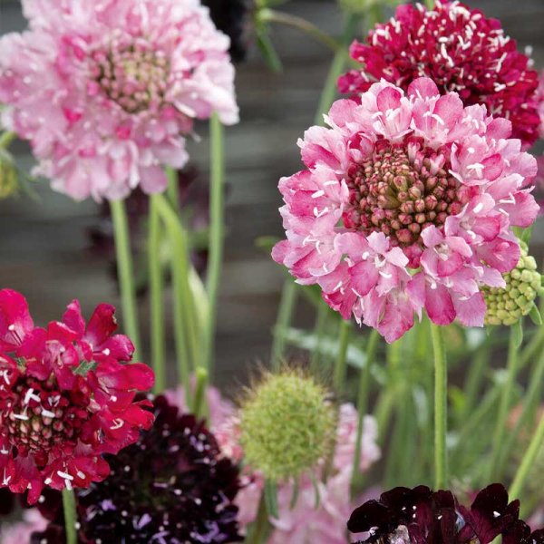 Scabiosa 'Summer fruits'