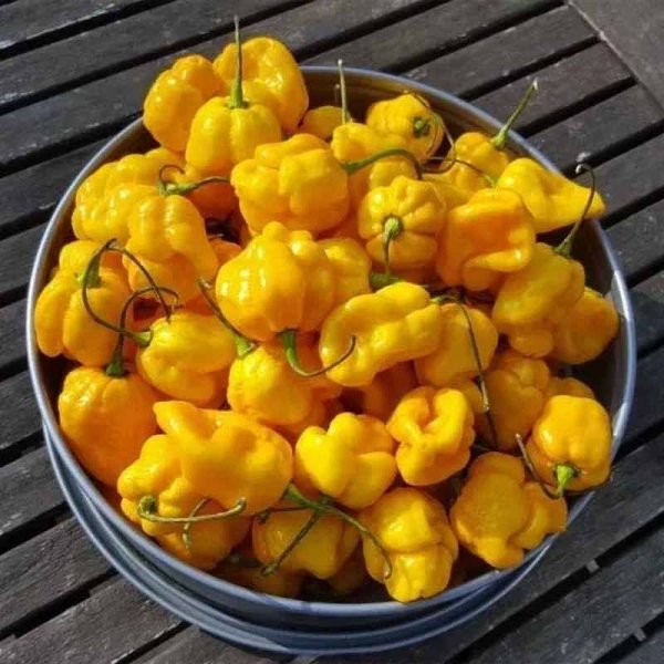 Chili 'TSC Yellow Scotch Bonnet'